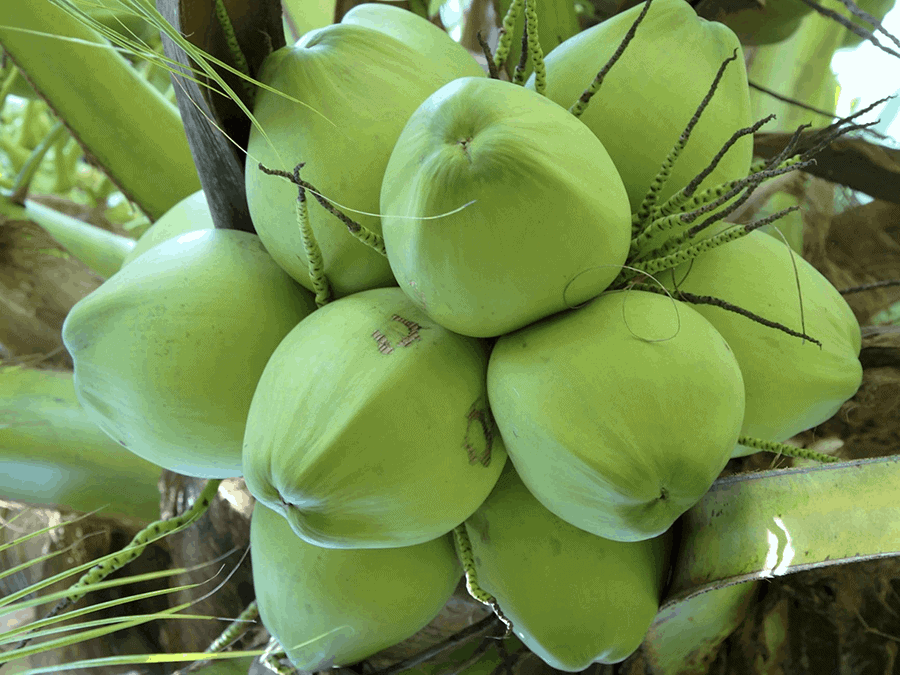 y nghia xung quanh giac mo thay qua dua danh de con gi phat tai?