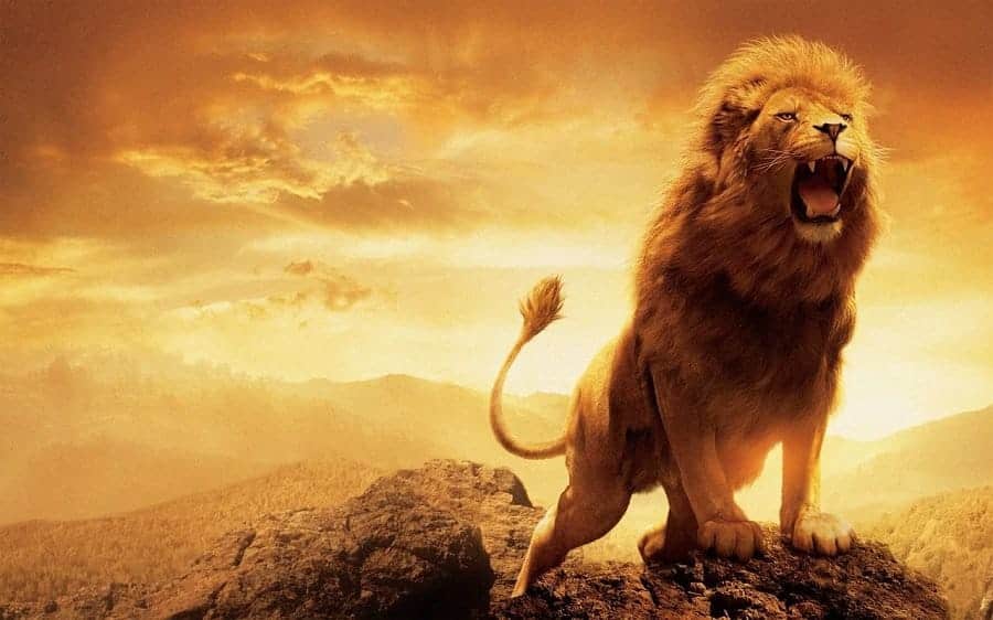 Giải mã giấc mơ thấy sư tử nên đánh con đề số nào? Giai ma giac mo thay su tu nen danh con de so nao?